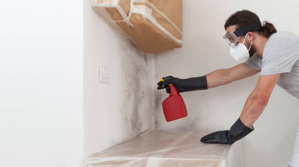 Basement Mold Remediation treatment on basement walls in Paris