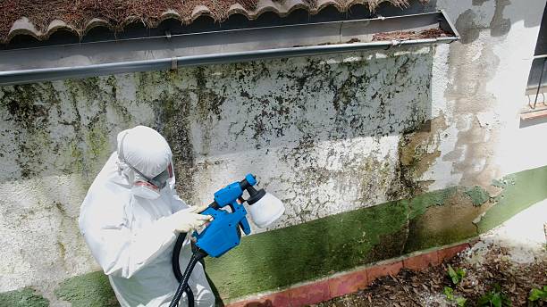 Mold Remediation service in Paris, Paris, TX